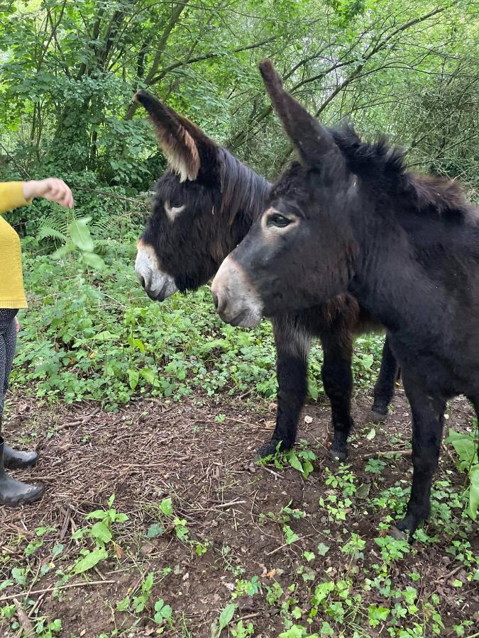 Les Anes Du Chateau D Hardelot, Pour 2 A 5 Pers Condette Dış mekan fotoğraf
