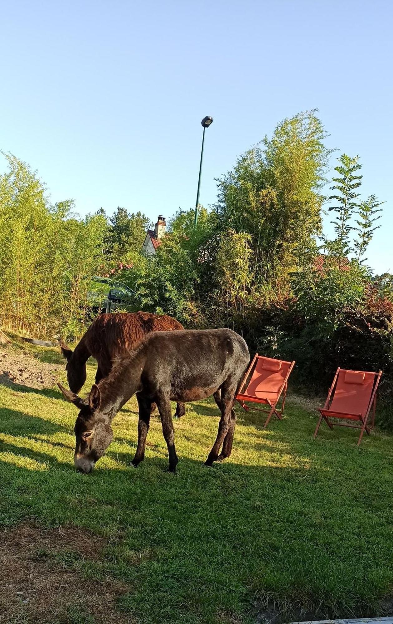 Les Anes Du Chateau D Hardelot, Pour 2 A 5 Pers Condette Dış mekan fotoğraf